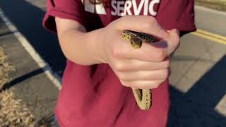 Five Eastern Garter Snakes || Sunday March 3rd, 2024 by Steve’s Nature TV 187 views 2 months ago 10 minutes, 25 seconds