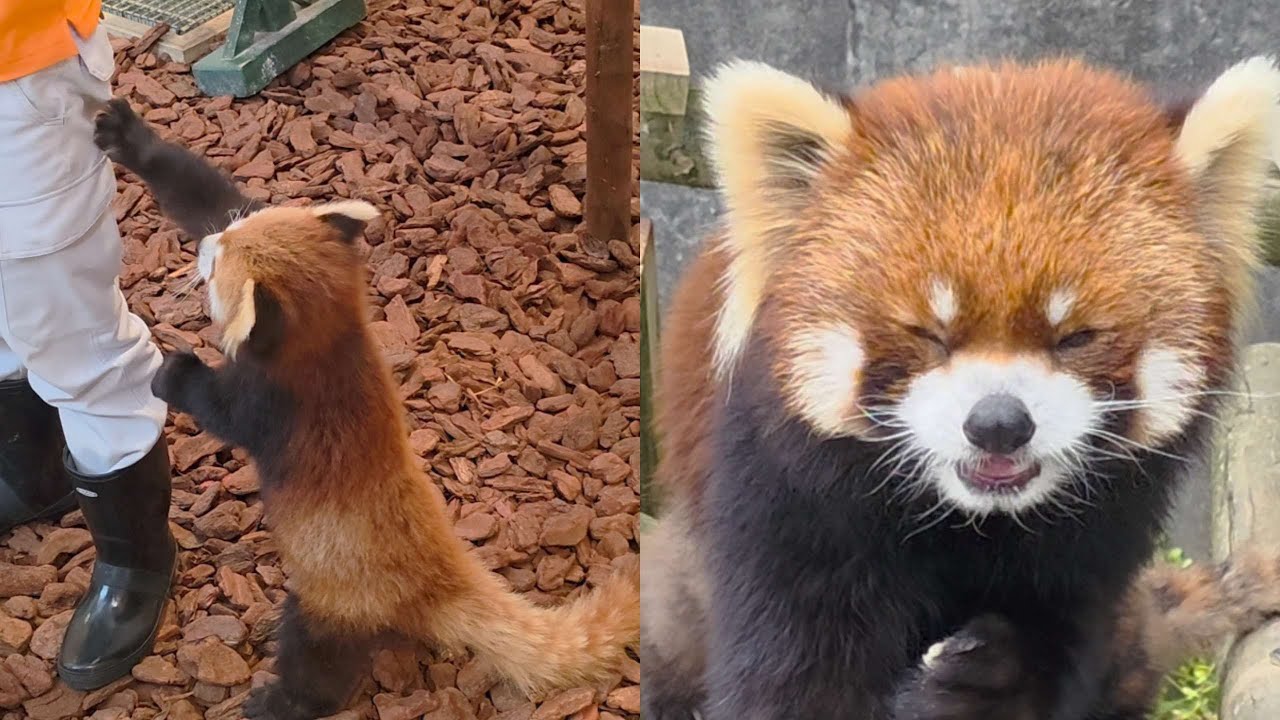 【リンゴタイムは順番に・・・西山動物園】～Nishiyama Zoo red pandas～