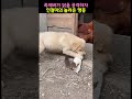 족제비가 닭을 공격하자 인절미의 놀라운 행동