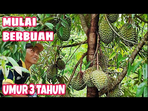 Pemupukan durian umur 3 tahun agar bunga tidak rontok dan berbuah lebat