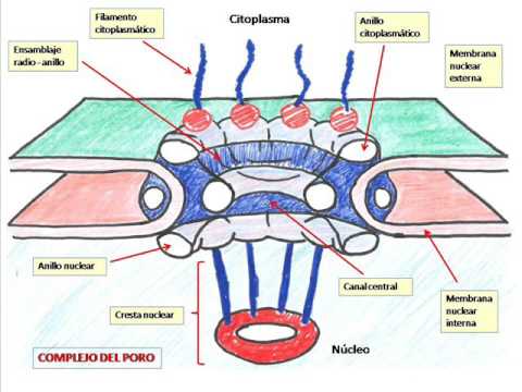 Vídeo: Envolturas Nucleares: Un LINC Complejo Entre Envoltura Nuclear Y Patología