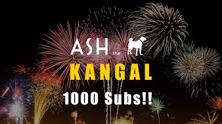 Ash The Kangal 1000 Subscribers Spectacular! | Turkish Kangal Dogs by Ash The Kangal 787 views 11 months ago 49 seconds