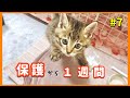 【子猫保護】ひとりぼっちで鳴いていた子猫保護から１週間経ちました【子猫保護7日目】【#きじとら兄弟成長記録】さくらさんちゃんねる