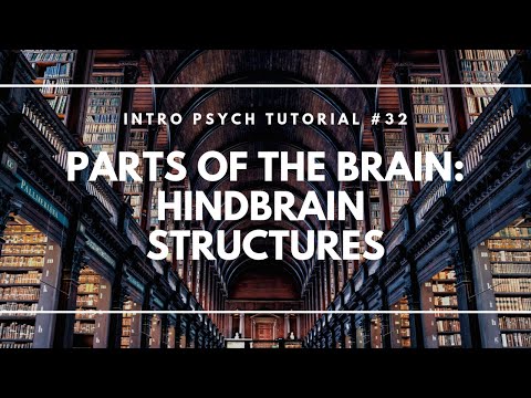 Parts of the Brain: Hindbrain Structures (Intro Psych Tutorial #32)