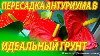 ✅ЛУЧШИЙ ГРУНТ ДЛЯ АНТУРИУМА 🌿 ОБЗОР ГОТОВОГО ПОКУПНОГО ГРУНТА 🌿 ПЕРЕСАДКА АНТУРИУМА ИЗ МАГАЗИНА