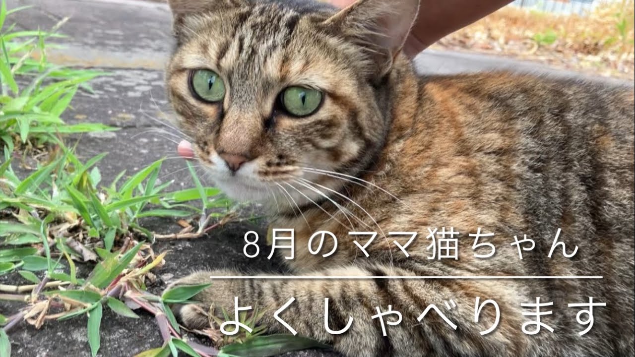 8月のママ猫ちゃん🐱よくしゃべります😀 - YouTube