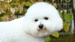 Exploring Nature with a Bichon Frise  A Mountain Adventure!