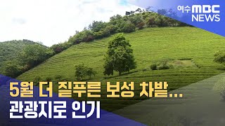 5월 더 짙푸른 보성 차밭...관광지로 인기 -R(240530목/뉴스데스크)