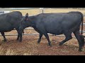 Ac goddard 7 angus heifers ptic to low birth weight eaglehawk angus bull