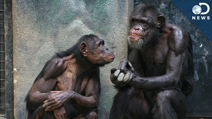 Why Can't Chimpanzees Speak? - DayDayNews