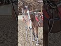 28 days since we lost you buddy. #loss #equestrian #sad #viral #horse #horselove #hearthorse