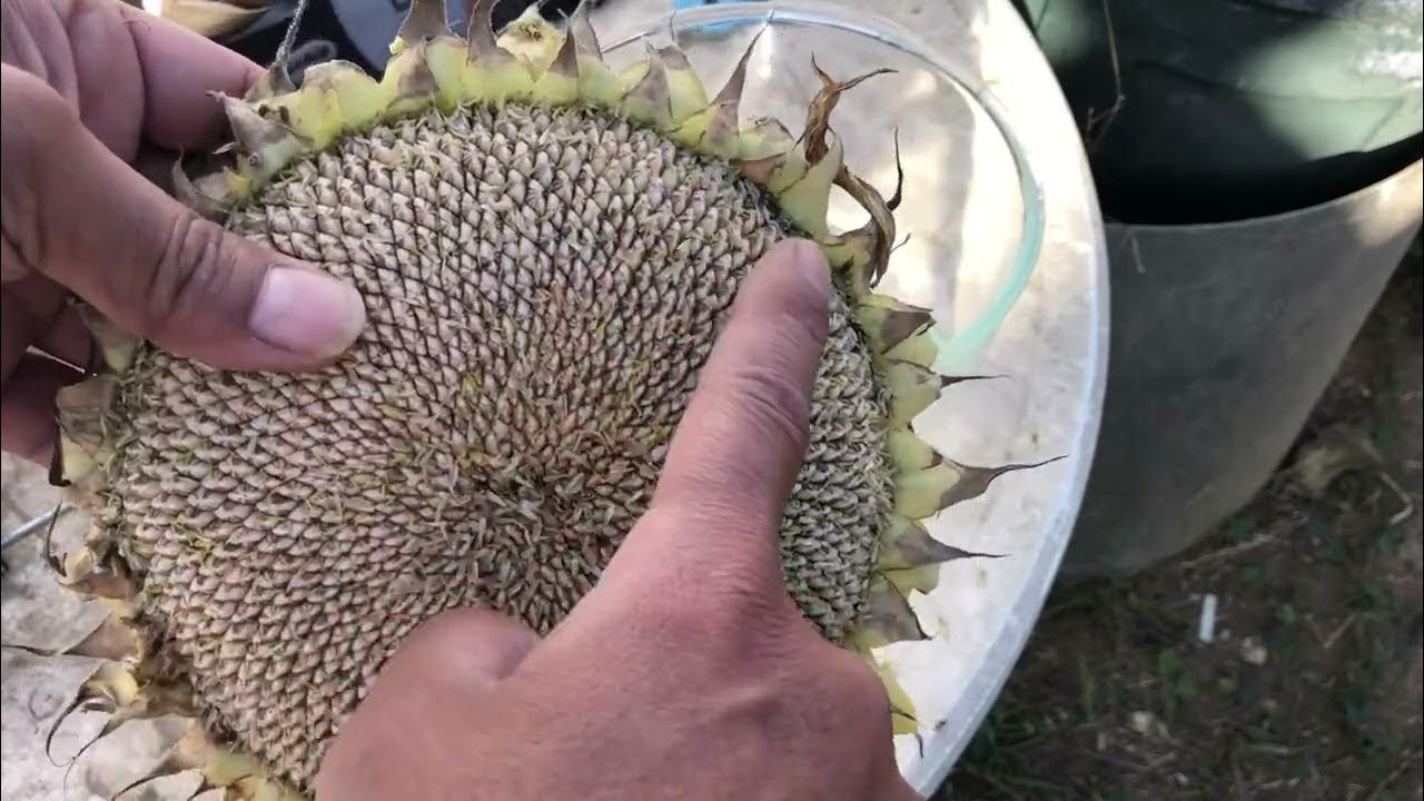 Harvesting Mammoth Sunflower Seeds YouTube