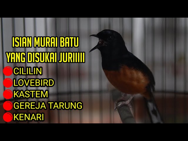 MURAI BATU PASTOL GACOR  EMOSI MENCARI LAWAN NEMBAK PANJANG LOVEBIRD CILILIN KASTEM class=