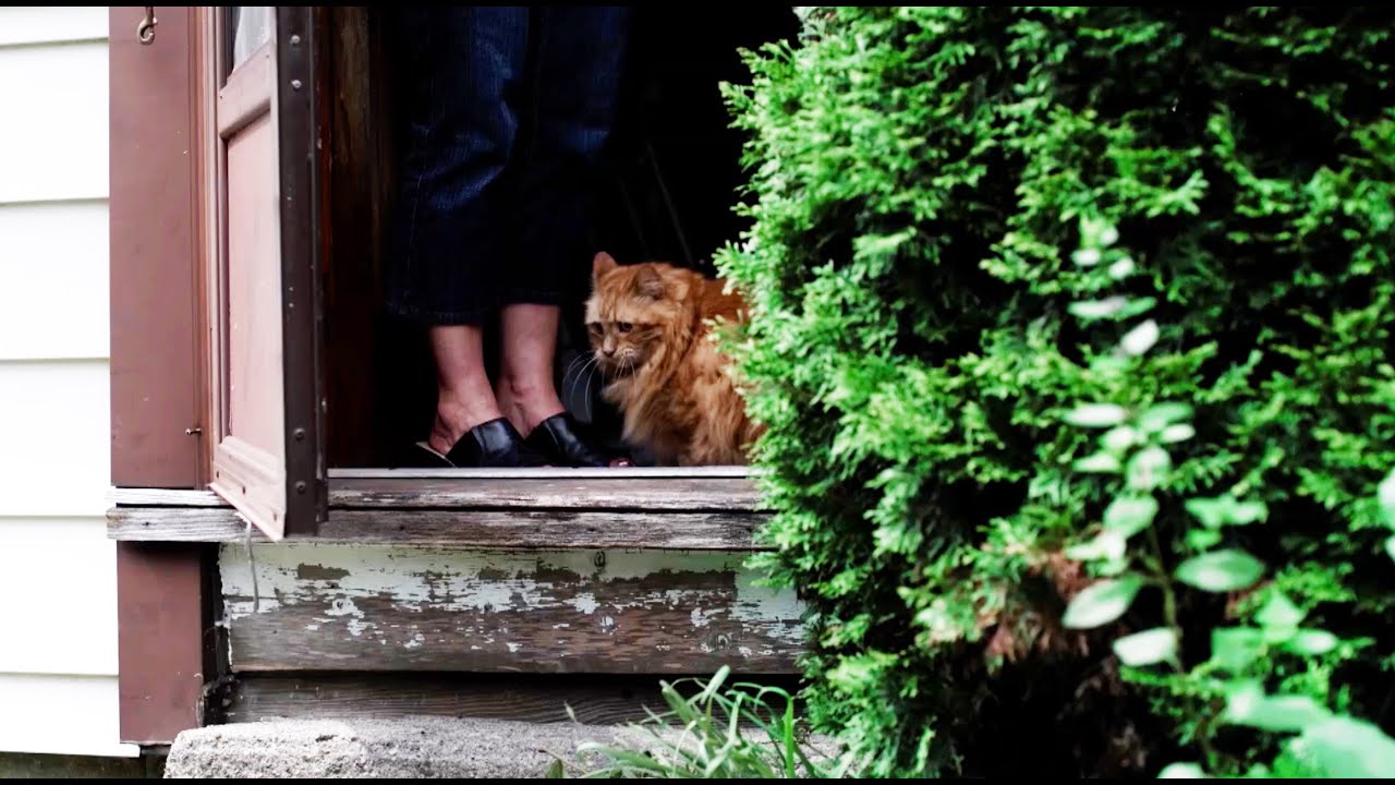 dog door keep cat inside