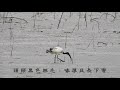 埃及聖䴉Sacred Ibis (一）2021.3.12 五股濕地