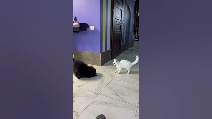 Video 3515421: devon rex cat playing, devon rex cat funny