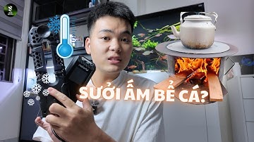 4 ĐIỀU CẦN LƯU Ý trước khi dùng sưởi ấm cho bể Cá Cảnh Thuỷ Sinh