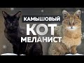 Реакция Вульфа на Настю и Илью🤔 Раскрываем тайну, для чего нам камышовый кот 😱