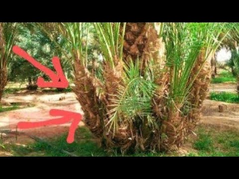 طريقة الحصول على أكثر فسائل نخيل بنفس مواصفات النخلة الأم