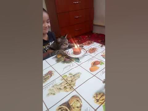 Мысықтың туылған күні ♥♥♥ - YouTube