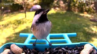 Reolink Bird Feeder Cam -  Black-capped Chickadee Compilation