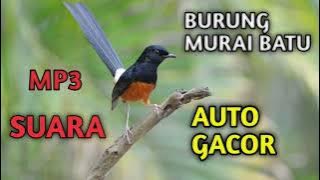 mp3 Suara Burung Murai Batu Gacor