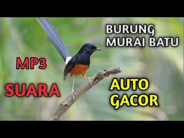 mp3 Suara Burung Murai Batu Gacor class=