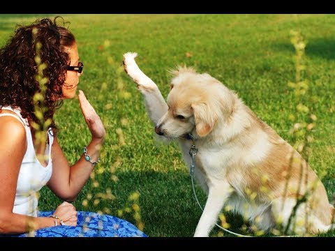 Видео: Когда следует возвращать щенка заводчику