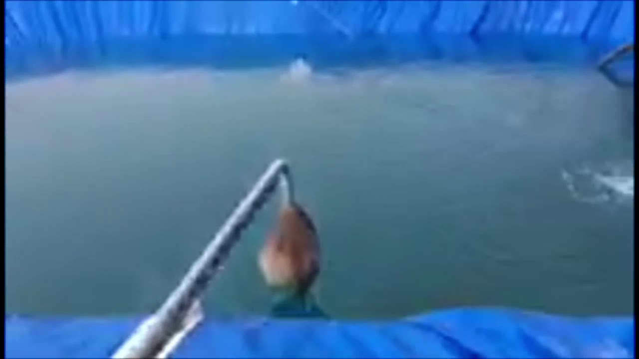 Farm Pond with Drip Irrigation