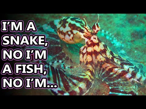 Mimic Octopus facts: who will they mimic next? | Animal Fact Files