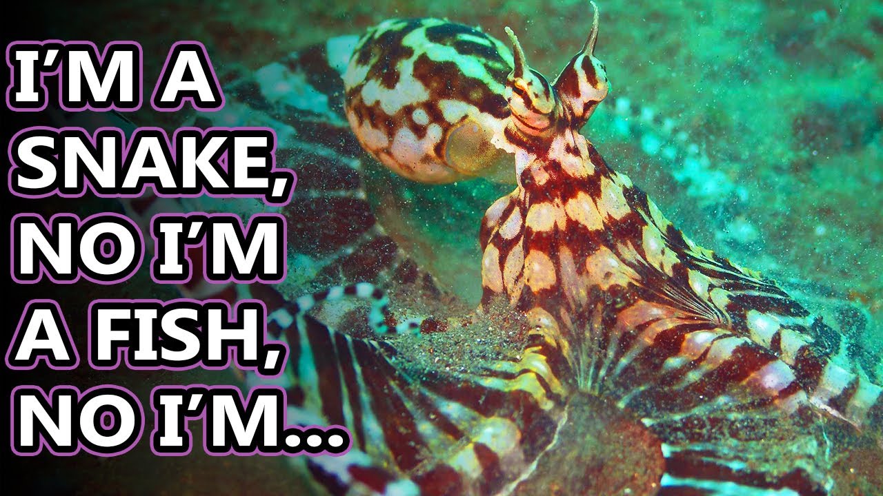 Mimic Octopus Facts Who Will They Mimic Next Animal Fact Files
