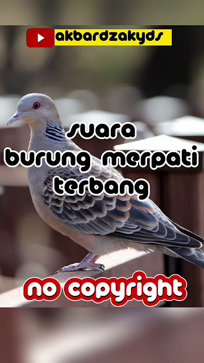 suara burung merpati terbang no copyright #shorts #merpati #viral #trending
