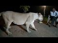 Another of illegal lion show in gir goes viral