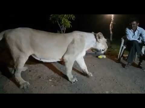 Another video of illegal lion show in Gir goes viral