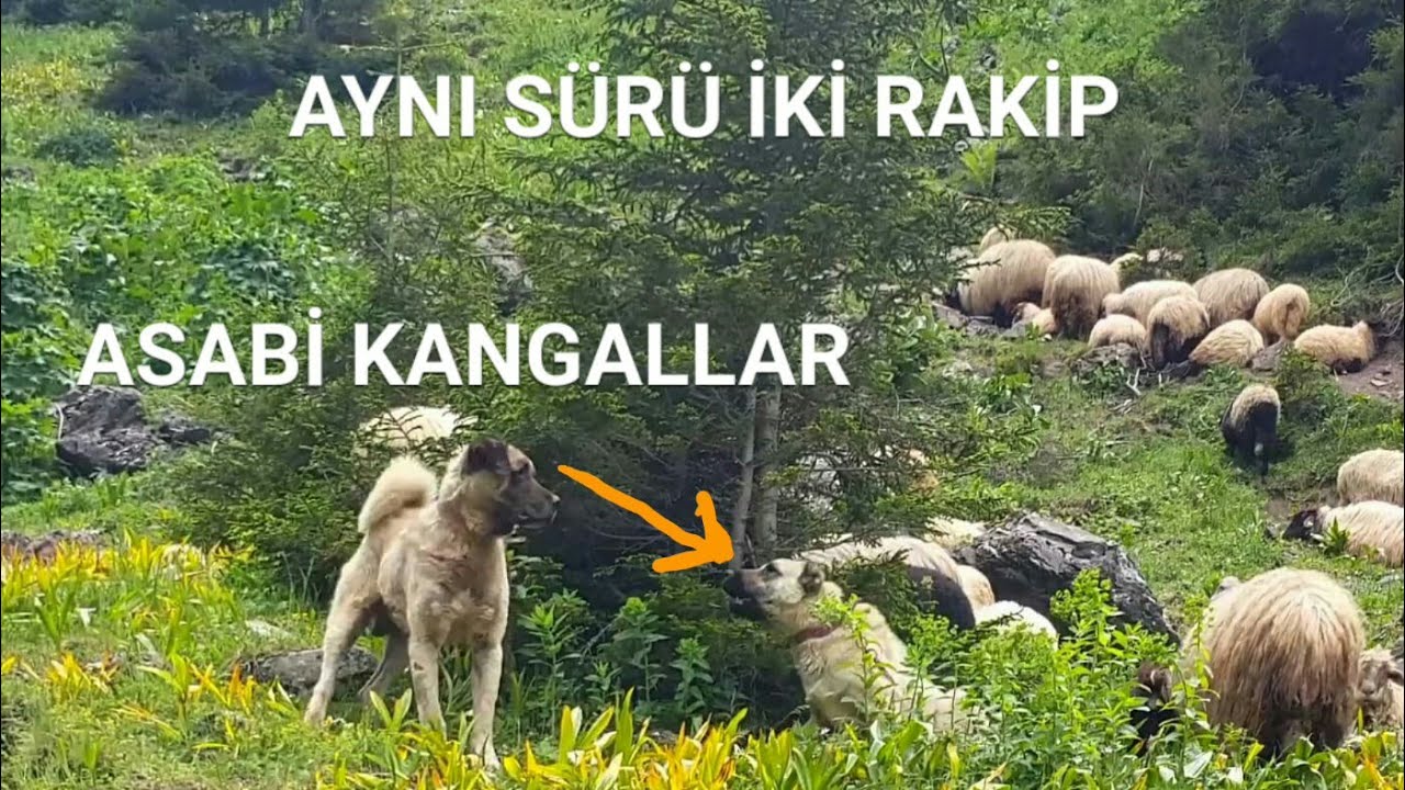 Kadirga Yaylasi Davunlu Ve Sahmelik Obalari