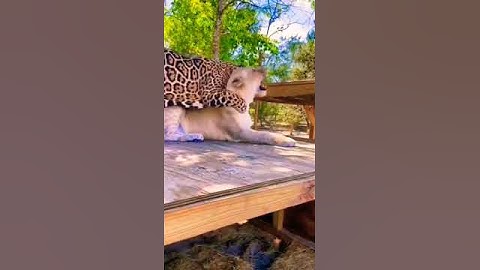 Jaguar Vs Lion Fight Over Catnip||Wave Times