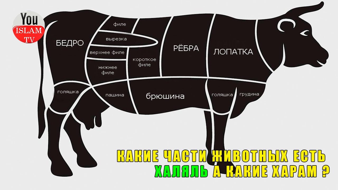 Кальмар халяль. Животные Халяль и харам. Мясо животных Халяль и харам. Халяльное мясо в Исламе. Животные Халяль и харам в Исламе.