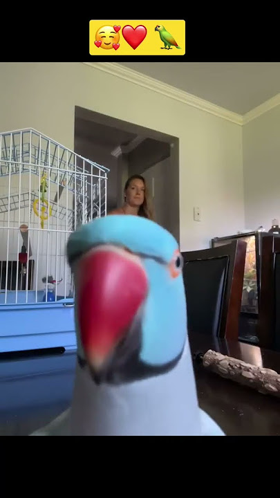Ya ampun 😱 lucu 🥰 burung beo 🦜 burungnya lagi ciuman 💋 kamera 📸😂❤️