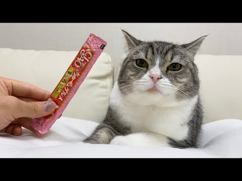 チュールまみれの口で盗み食いしてないと言い張る猫がこちらですww