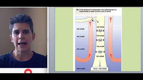 How Urine Is Concentrated: The Collecting Duct of the Nephron