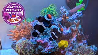 Nano Reef Keeping - No Secrets - 11 Month Update 💫 by Jay's Real Reef UK 2,721 views 2 years ago 3 minutes, 55 seconds