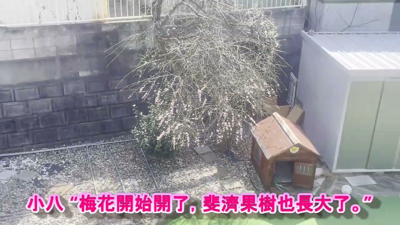 插曲 192 連小八子都會喜歡的溫暖天氣