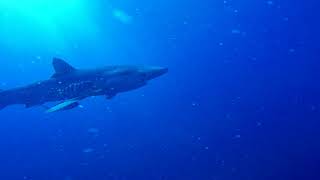 Tubarão Azul - Faial, Açores