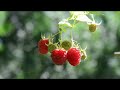 605 Объединённый проект Соратников-СоРатниц