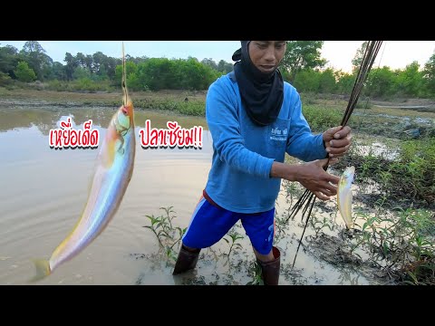 ใส่เบ็ดปลาเซียม!! แนะนำเลยเหยื่อนี้!!! เด็ดๆปลาเซียมล้วน Ep.61 by ครัวบ้านผม