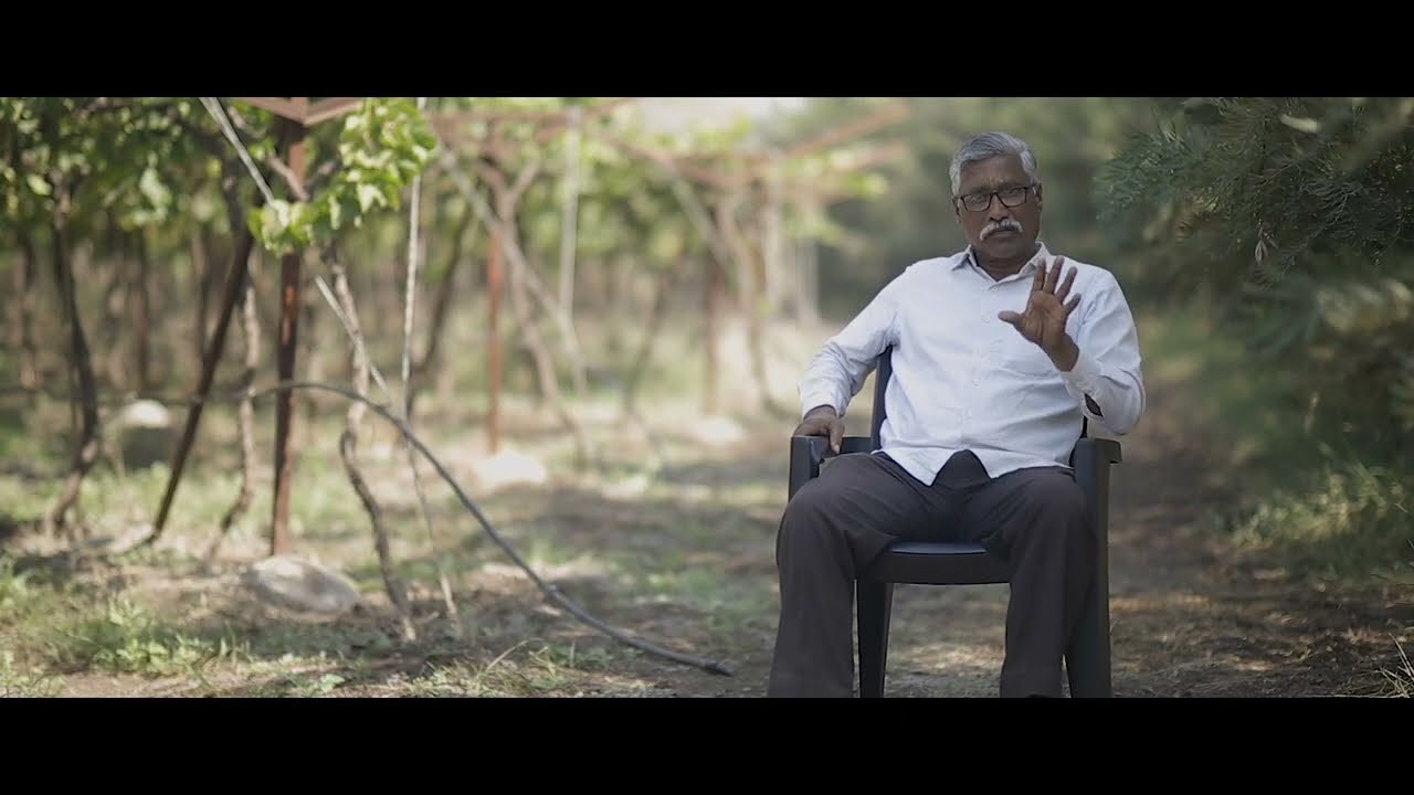 From Roots to Fruits: A Fairtrade Premium Impact film of Freshyard Farmer Producer Co. Ltd in India