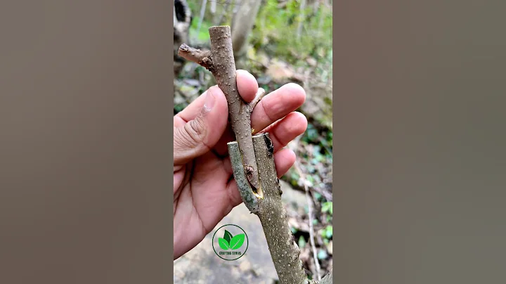 New grafting techniques persimmon tree amazing #satisfying #trending #fruits #plants