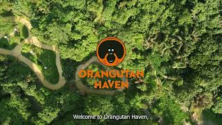 Welcome to Orangutan Haven