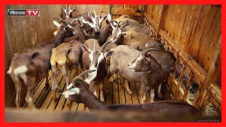 Uriithia wa mburi cia iria, Kibichiku-Kiambu; #MugamboWaMurimi PART 1