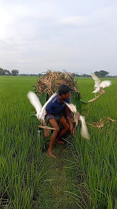 Download lagu 🦩🦩😂🌾🌾🍆🍆🌾Kako svekar prepoznaje govornika?